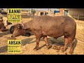 Banni Buffalo Kundhi Buffalo Complete Documentary | Ahsan Bhurgari | Dosu Jatt | Sindhan Bhens