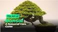 The Art of Bonsai: Cultivating Miniature Trees for Beauty and Tranquility ile ilgili video