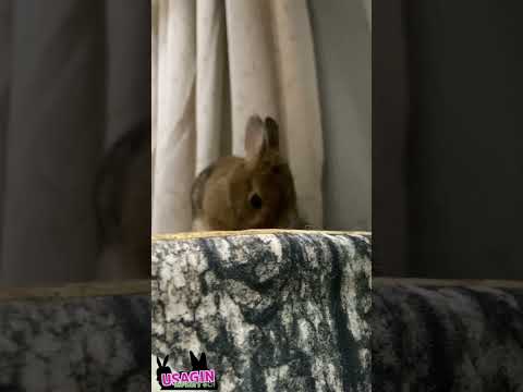 切り株クッションの上🐇