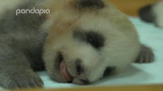 Do baby pandas dream?