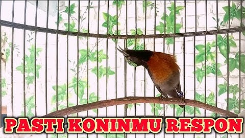 kolibri ninja | konin | masteran / pancingan burung konin bahan pasti koninmu respon gacor