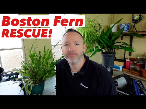 Видео: Boston Fern Light Needs - Светлинни изисквания за Boston Ferns