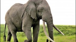 ماذا يسمى صوت الفيل