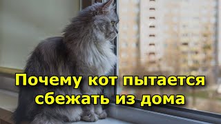 Почему кот предпринимает попытки сбежать из дома. У него на то есть веские причины