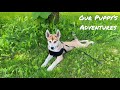 Our Puppy’s Cute Adventures / 2-3 Months Old / Husky Puppy