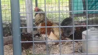 This is Preacher the Easter Egger Rooster 🐓 Net Worth