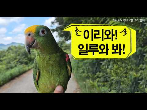 Sulking but still speaking my mind~ Dad, come here~ Jjorogi, come here! / ANGRY BIRD
