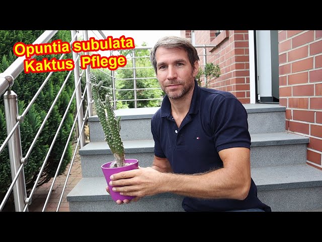 Opuntia subulata Kaktus Pflege Austrocylindropuntia Subulata Gieen,  Dngen, Standort, berwintern - YouTube