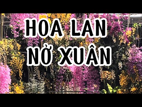 Video Hoa Lan Giá Rẻ-0834608769-LAN RỪNG LÂM ĐỒNG - youtube