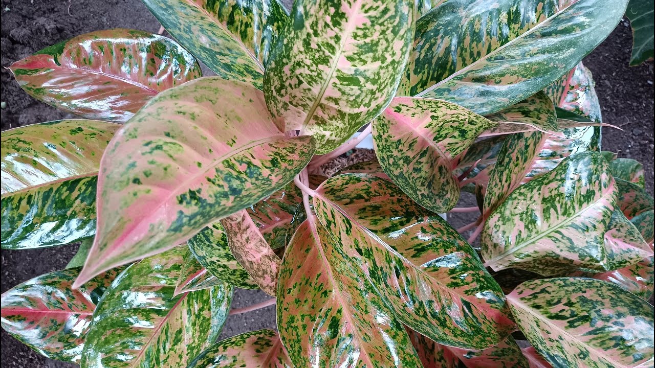 Time to Divide Parent of Aglaonema Big Roy