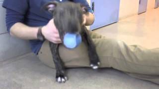 Denero, A 5-Month-Old Male American Pit Bull Mix Available At The Wisconsin Humane Society