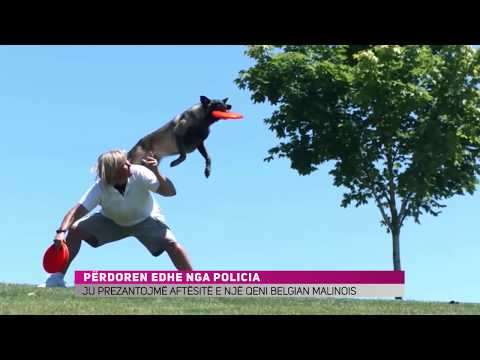 Video: A Duhet Që Qeni Juaj Të Bashkohet Me Një Klub Shëndetësor?