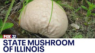 Illinois now has an official state mushroom