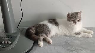 Ythe Cat Is Grooming Its Fur