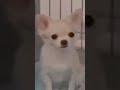 チワワに勝てないマンガ刃牙のオリバ biscuit Olivjuna