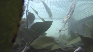 GoPro View from an Underwater Lobster Pot