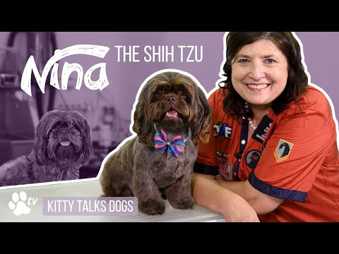 Video: Verharen shih tzu's veel?