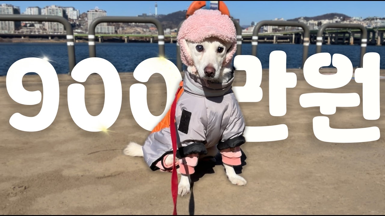 궤양이 아니라 녹내장이요?_ 고니오임플란트/ 동물병원/ 실명/ 안압