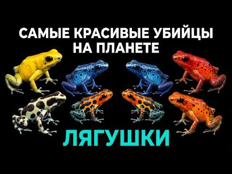 55 минут о лягушках — после этого вы смотрите на лужу иначе