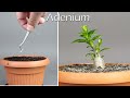 Growing ADENIUM From Seed - Time Lapse  in 100 Days #greentimelapse #gtl #timelapse