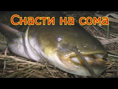 Ловля сома на куриную печень и как сделать снасть на сома . My fishing