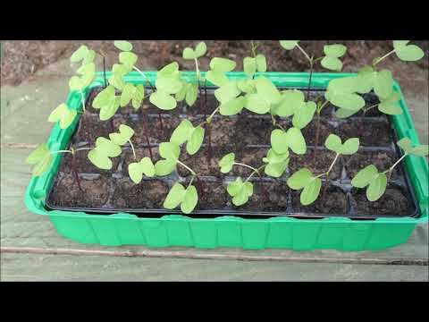 Video: Morning Glory Seed Propagation - Germinating Seeds Of Morning Glory