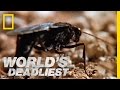 Hairy Spider vs. Wasp | World's Deadliest