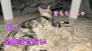 【猫動画】こたつを住処にしてしまったアメショ