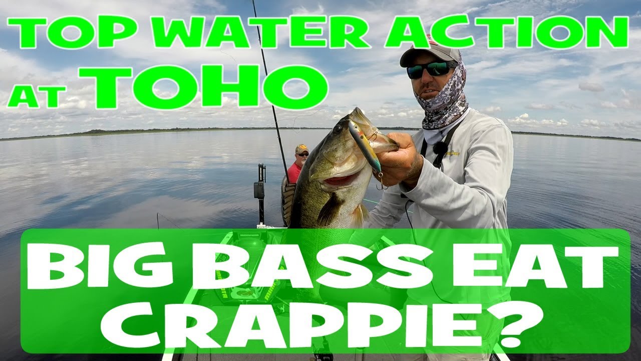Big Bass Eats Crappie for LUNCH Top Water Action at Lake Toho YouTube