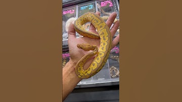 RED STRIPE HYPO CLOWN #ballpython #reptiles #pets #animals #viral #snake #wildlife #shorts #fyp