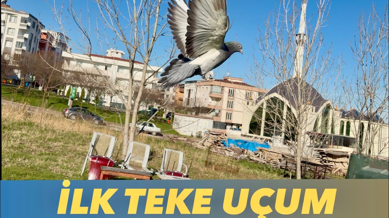 GÖK KIRKANAT YAVRUNUN UÇUM PERFORMANSI🕊️YENİ YAVRULARIMIZ BÜYÜYOR