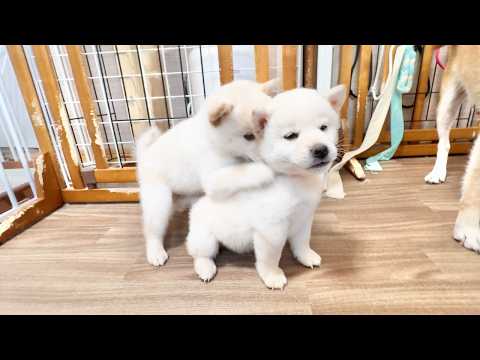 【柴犬 子犬】やんちゃ盛りでとにかく可愛い生後40日目の子犬たち