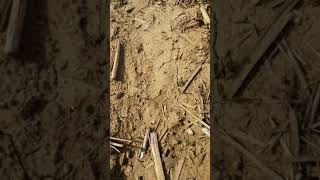First arrowhead in the books ! Part 1