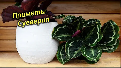 КАЛАТЕЯ в доме. Приметы и суеверия о Калатеи.