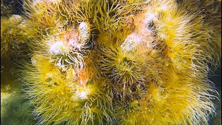 Underwater Camera 1, Lower Keys, Florida