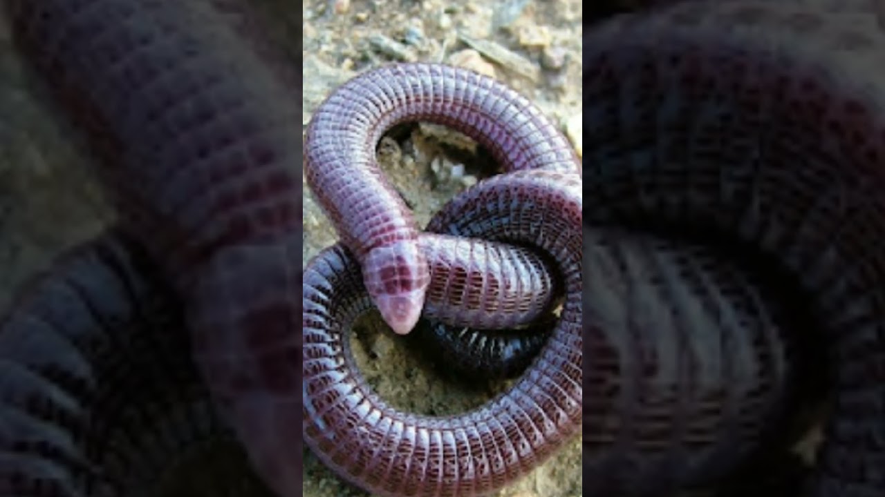 Ron de Culebra siega