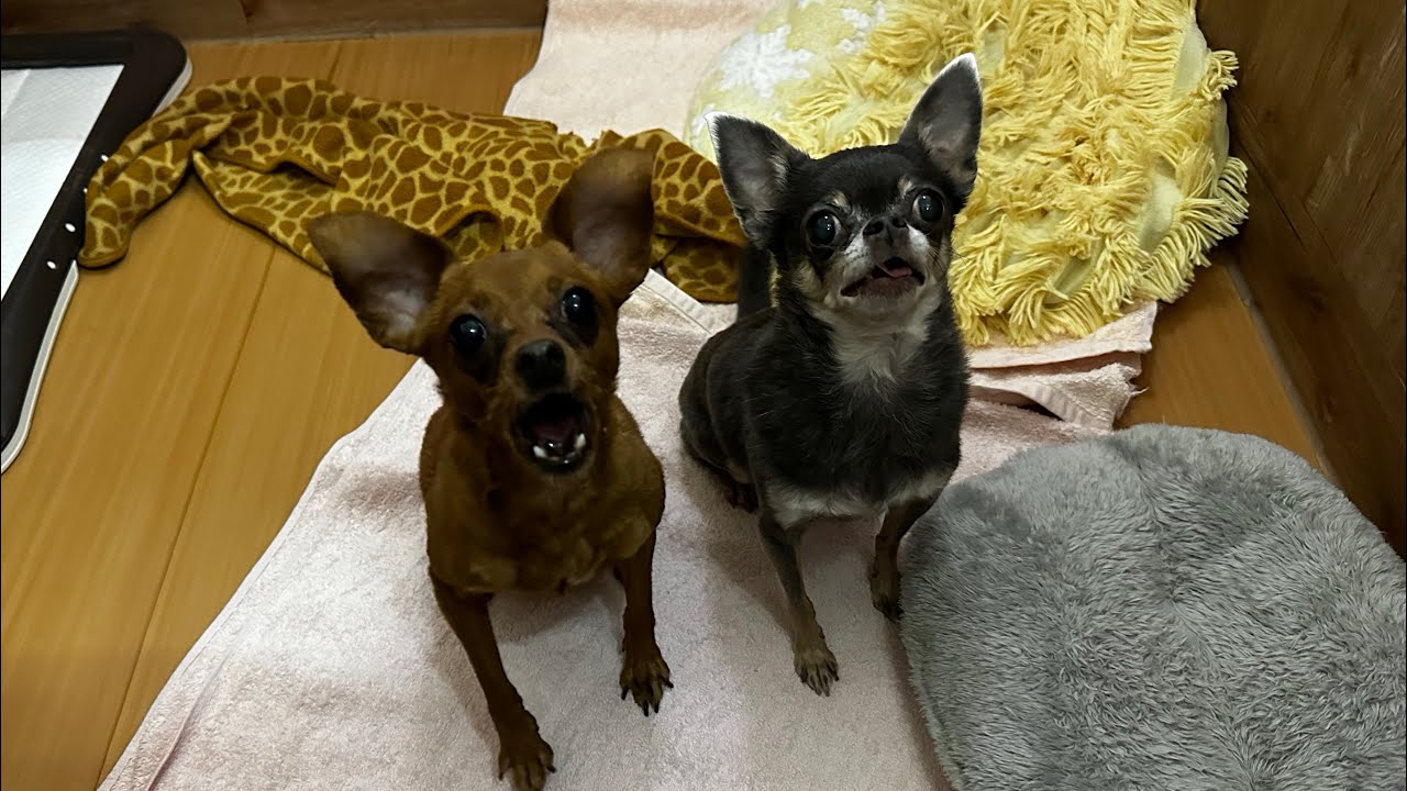 あずきちゃん＆こむぎちゃん