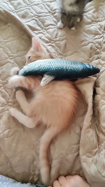 бегу-несу - YouTube