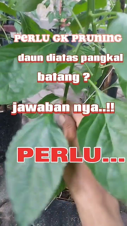 perlunya pruning daun cabe..