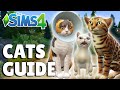Everything You Need To Know About Cats In The Sims 4