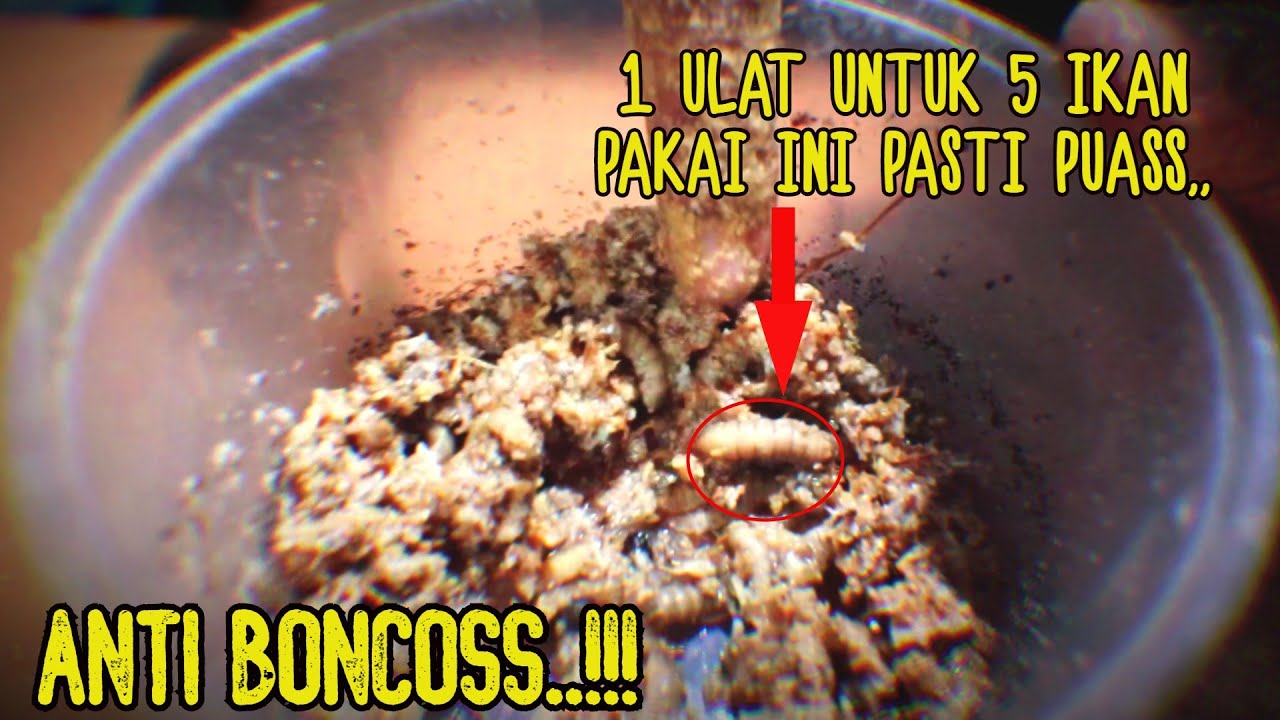 CARA MEMBUAT UMPAN GALATAMA NILA PAKAI MAGGOT | ANTI BONCOS GALAU