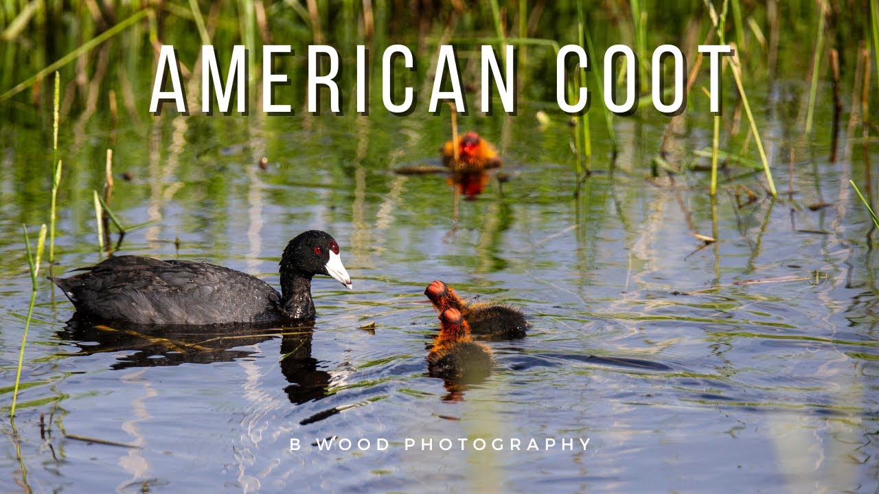 American Coot (Fulica americana) YouTube