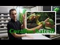 Présentation du Corallus batesii avec Karim Daoues de la Ferme Tropicale