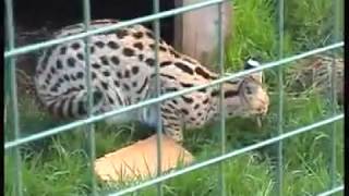 Big Cat Sanctuary