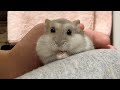 寝たフリしたら、トントンしてくるハムスター【こんぺいマーチ】