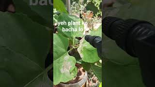 TREAT YOUR PLANT &amp;SAVE  IT  ! #plantcare #plantproblems#plantdisease#organictreatment#plantlovers