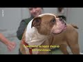 A Dog's Life | ARTE.tv Documentary