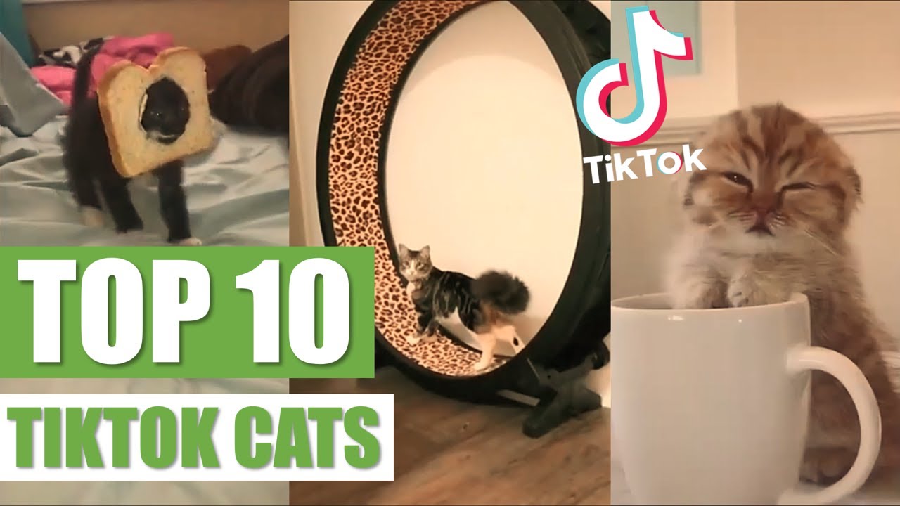 TOP 10 TIKTOK CATS YouTube