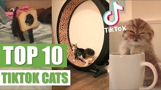 TOP 10 TIKTOK CATS by The Crazy Cats 1,303 views 3 years ago 2 minutes, 17 seconds