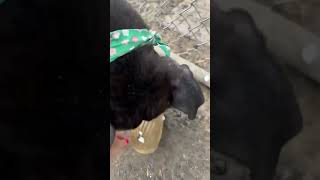 Lana A1875343 And Her Toy